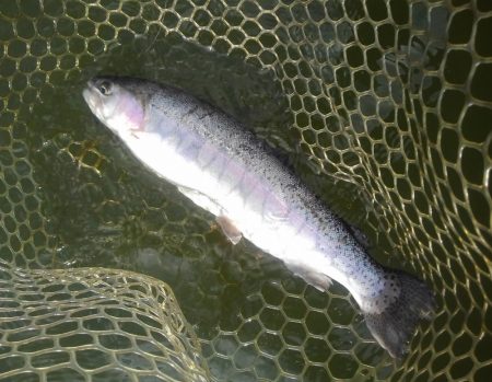 大安トラウトレイク 釣果